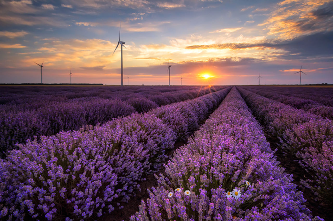 Flowers and wind turbines