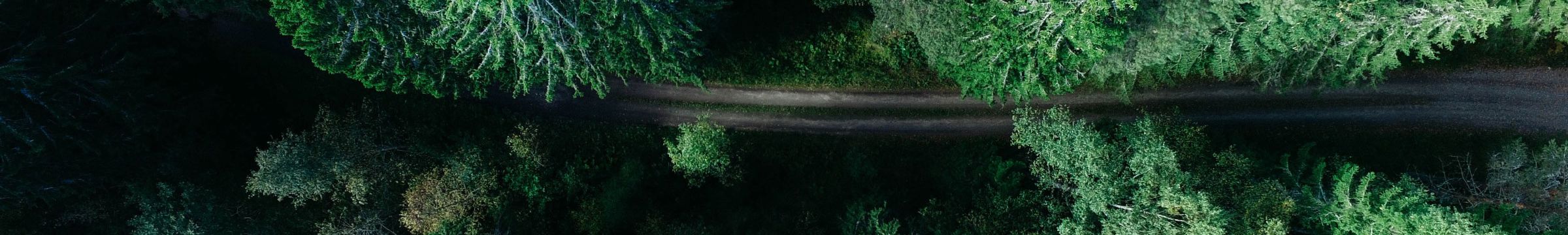 Trees and road