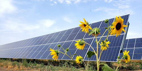 Solar panels and sun flowers