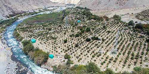 Fruit orchard